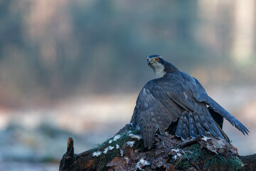 Northern goshawk (accipiter gentilis) searching for food in the forest of Noord Brabant in the Netherlands