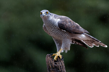 Northern goshawk (accipiter gentilis) searching for food in the forest of Noord Brabant in the Netherlands