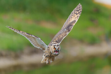 Beautiful long-eared owl (Asio otus) flying over an open spot in the forest of Gelderland in the Netherlands with a green background .       