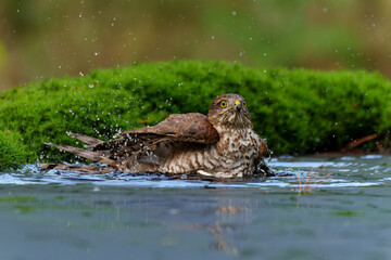 Eurasian Sparrow hawk (Accipiter nisus) taking a bath in the forest in the Netherlands. 