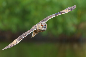 Beautiful long-eared owl (Asio otus) flying over an open spot in the forest of Gelderland in the Netherlands with a green background .       