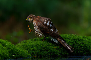 Eurasian Sparrow hawk (Accipiter nisus) taking a bath in the forest in the Netherlands. 