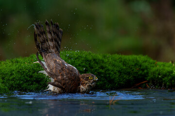 Eurasian Sparrow hawk (Accipiter nisus) taking a bath in the forest in the Netherlands. 