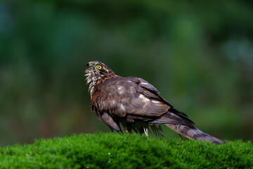 Eurasian Sparrow hawk (Accipiter nisus) taking a bath in the forest in the Netherlands. 