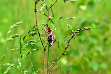 May beetle sits on a stalk of grass.