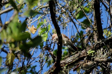 ave joão de barro - furnarius rufus                                                                     