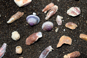 portrait view of shell on beach
