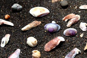 portrait view of shell on beach