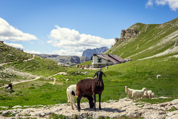 Naklejka premium Curious sheep on a pasture in the Italian Dolomites next to the Alpine refuge