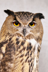 Eagle brown owl (BUBO BUBO). Shallow depth of field