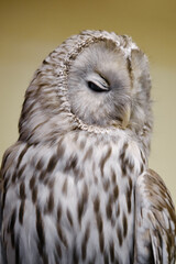 Sleeping Eagle owl. Eagle owl with close eyes. Shallow depth of field. Focus on beak
