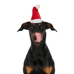 sweet dobermann dog sticking out tongue and licking nose