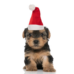 adorable small dog wearing christmas hat