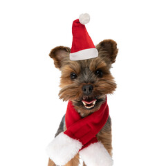 happy little yorkshire terrier dog with christmas hat and scarf panting