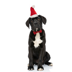 cute labrador retriever puppy with christmas hat and bowtie looking up