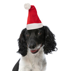 adorable english springer spaniel dog with christmas hat panting
