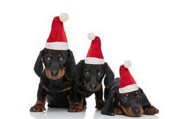 three little teckel dachshund puppies wearing christmas hats