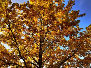 autumn leaves against sky