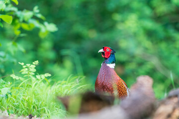 The common pheasant (Phasianus colchicus)