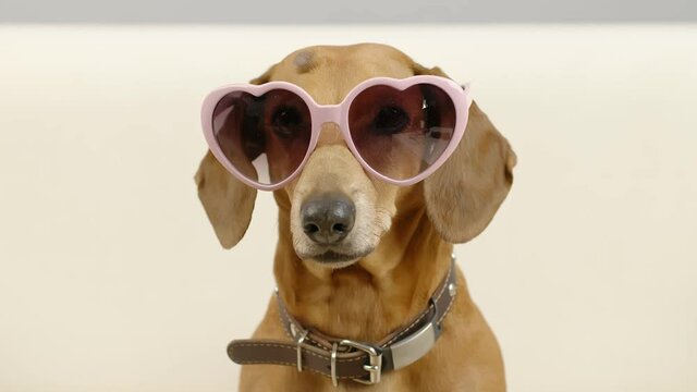 Portrait of a dachshund in pink glasses. A funny pet is sitting on the couch at home.