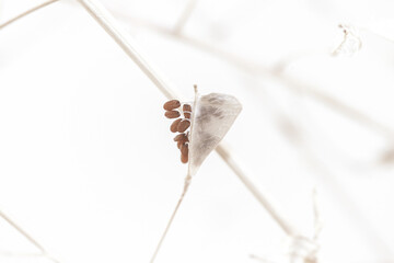 Triangle shape dry beige light brown elegant flowers with red seeds macro wallpaper