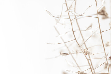 Triangle shape dry beige light brown elegant flowers with white blur bokeh background and place for text macro