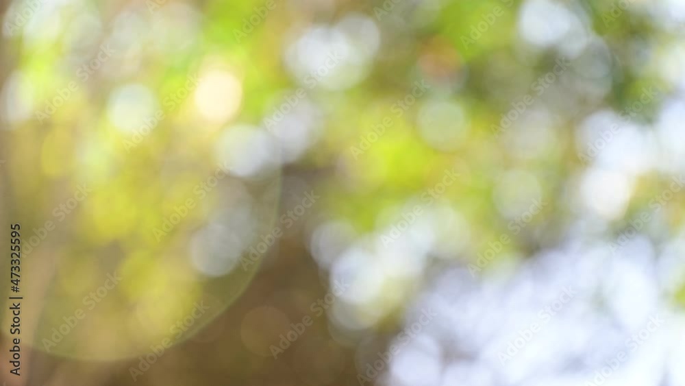 Aufkleber green bokeh abstract background with sun light for nature color for backdrop design