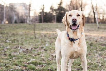 Labrador dog among autumn leaves 