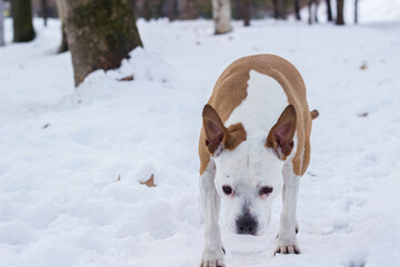 Dog winter joy portrait in the public park, outdoors