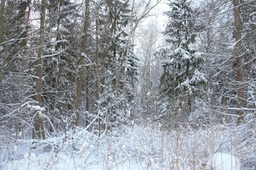 snowy winter dense forest, tall trees and bushes in the snow