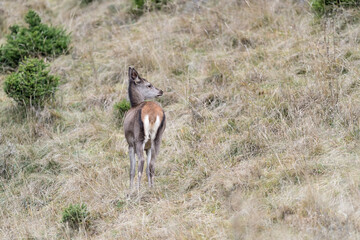 Naklejka na ściany i meble Young deer female in the wild (Cervus elaphus)