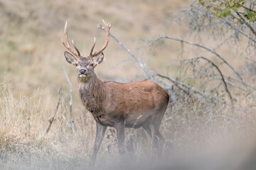 Naklejka na ściany i meble Red deer male at the edge of the woodland (Cervus elaphus)
