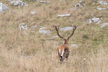 Majestic deer male goes back in the forest (Cervus elaphus)