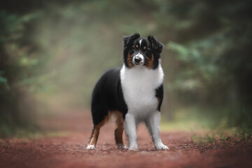 Female tricolor australian shepherd dog standing in the middle of a path against a background of green autumn coniferous forest. Looking in to the camera