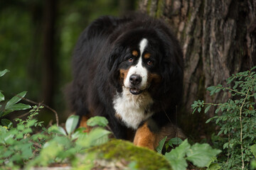 森を歩くバーニーズマウンテンドッグ