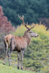 Naklejka na ściany i meble Fine art portrait of deer male with autumn colors on background (Cervus elaphus)
