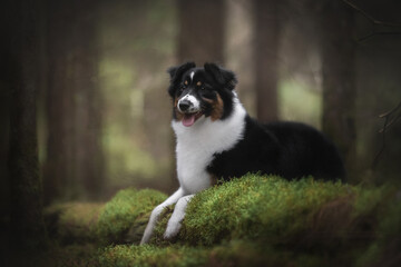 A cute tricolor Australian Shepherd dog lying on a fallen tree overgrown with moss against the backdrop of an autumn landscape and a coniferous forest. The mouth is open. Looking away