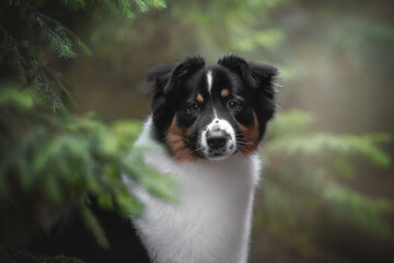 A cute tricolor Australian Shepherd dog among green spruce branches against the backdrop of an autumn landscape and a coniferous forest. Close-up portrait. Looking into the camera