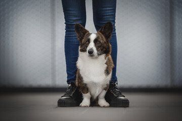 Cute brindle welsh corgi cardigan dog sitting at the feet of a girl in blue jeans against the background of a metal textured wall. Light reflections. Dog in the city