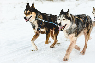 Leader of pack sled Husky dogs happy to run by snow path