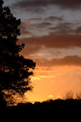 Trees Silhouetted against yellow and orange skies of a winter sunset .