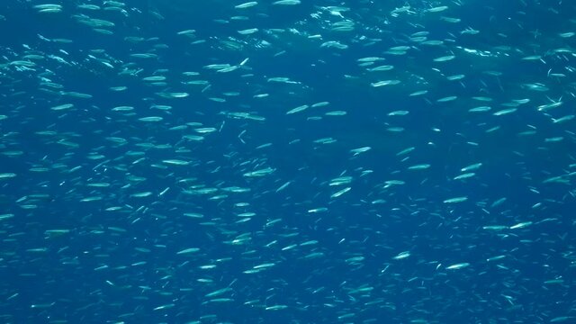 Massive shoal of Blue sprat, Delicate round herring or blueback sprat (Spratelloides delicatulus). Massive school of small fish swims in the blue water in sunrays. Slow motion