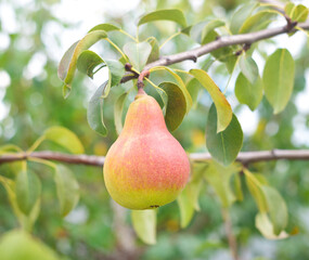 one ripe pear on a tree