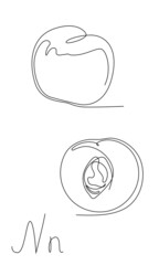 one line continuous peach fruit, isolated nectarine on white background. Sliced in half nectarine. Juicy fruit set.