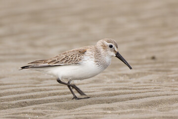 歩き出すハマシギ