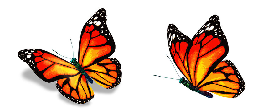 Color monarch butterflies, isolated on the white background