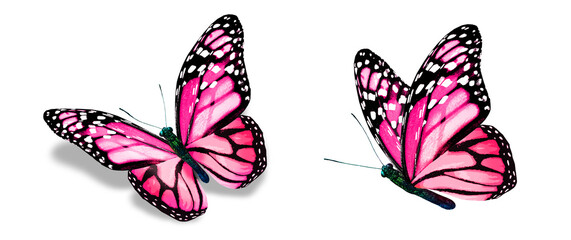 Color monarch butterflies, isolated on the white background