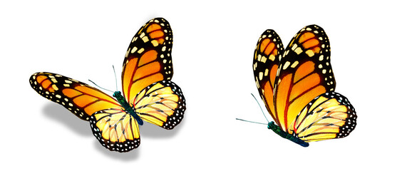 Obraz premium Color monarch butterflies, isolated on the white background