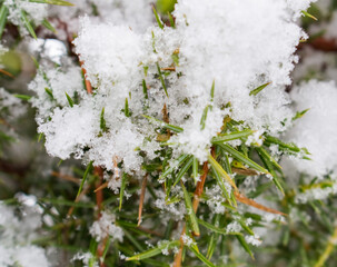juniper in the snow