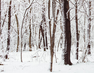 winter forest..
